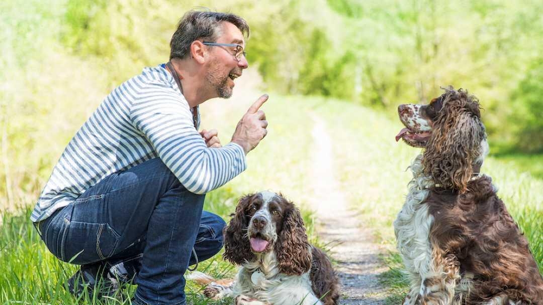 Dogs training with their owner