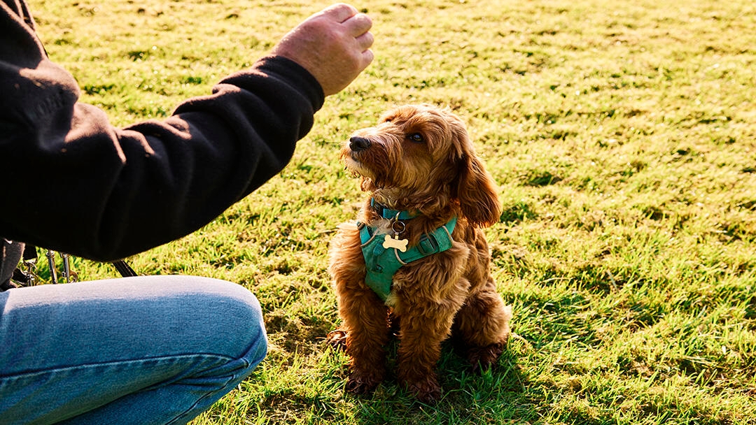 Man training his dog to sit outside in a field