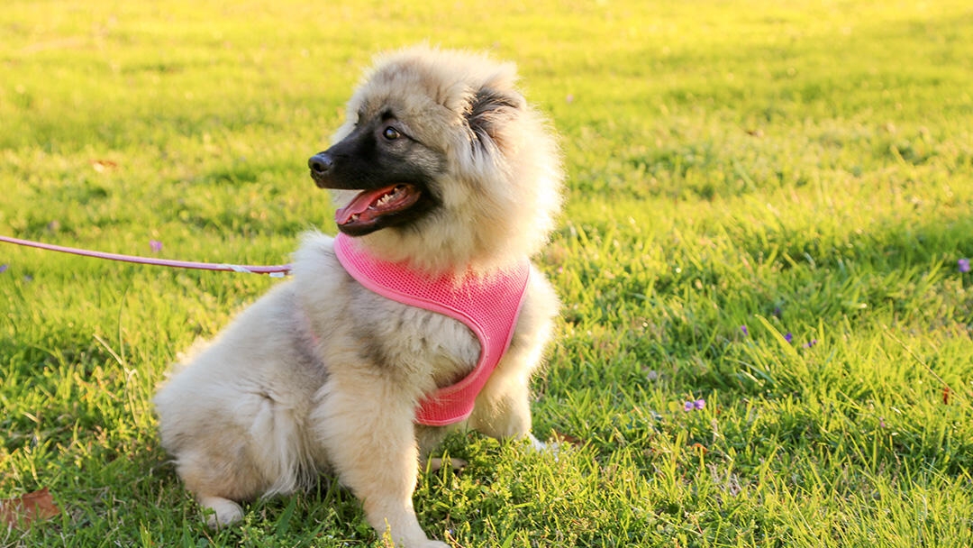 Puppy with harness