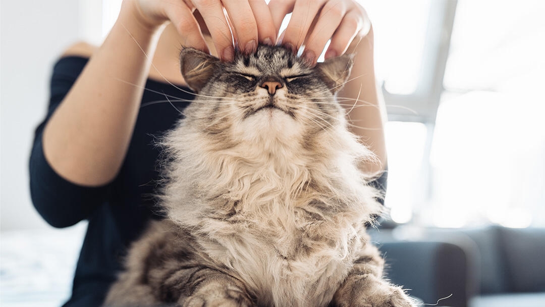 Cat sat on a lap being scratched on the top of it's head