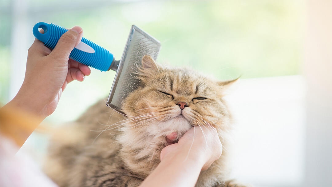Grooming a long haired cat