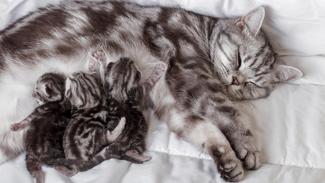 Fading Kitten Syndrome: Symptoms & Treatment