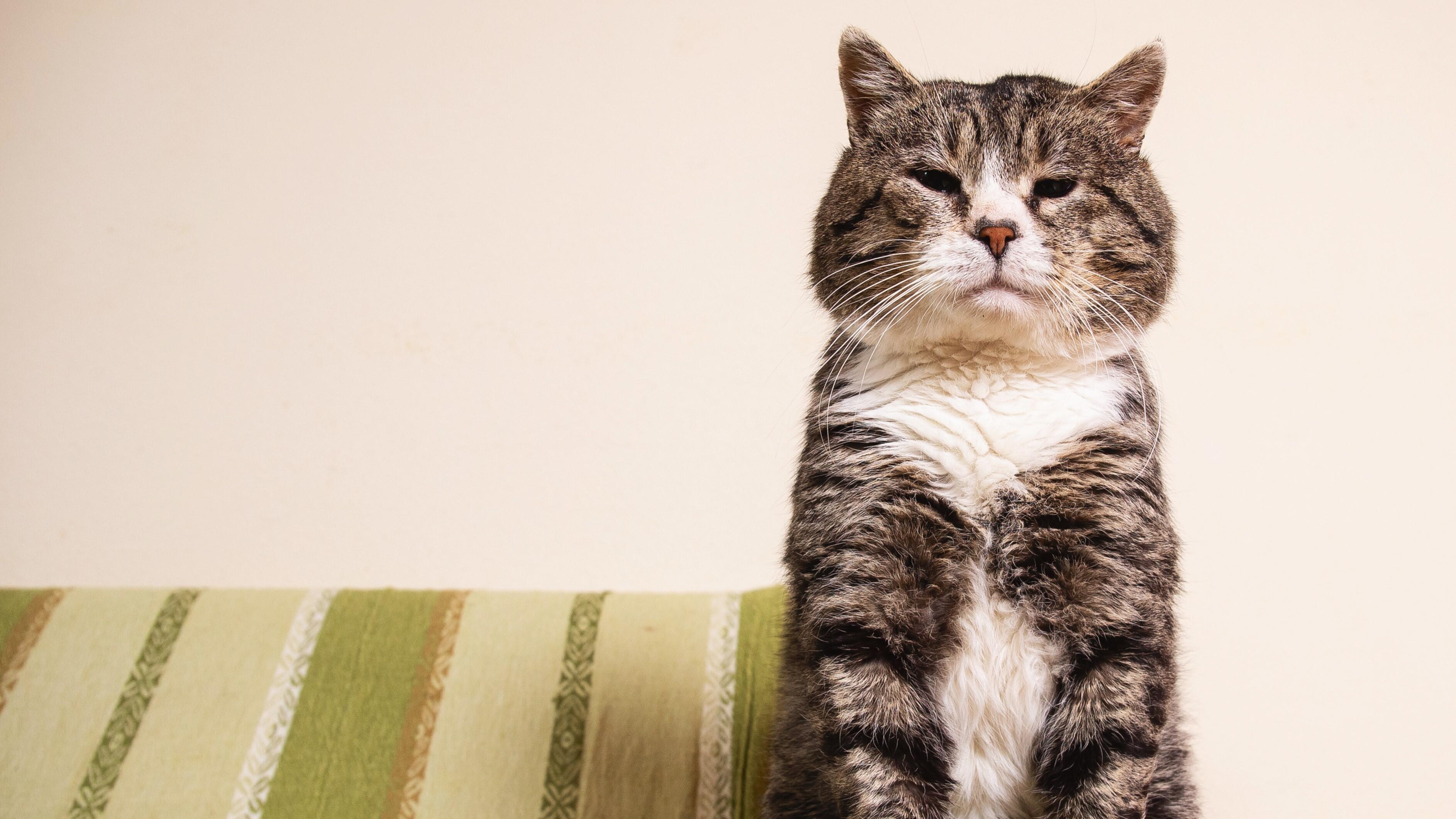 Maintaining a Healthy Weight for Your Senior Cat