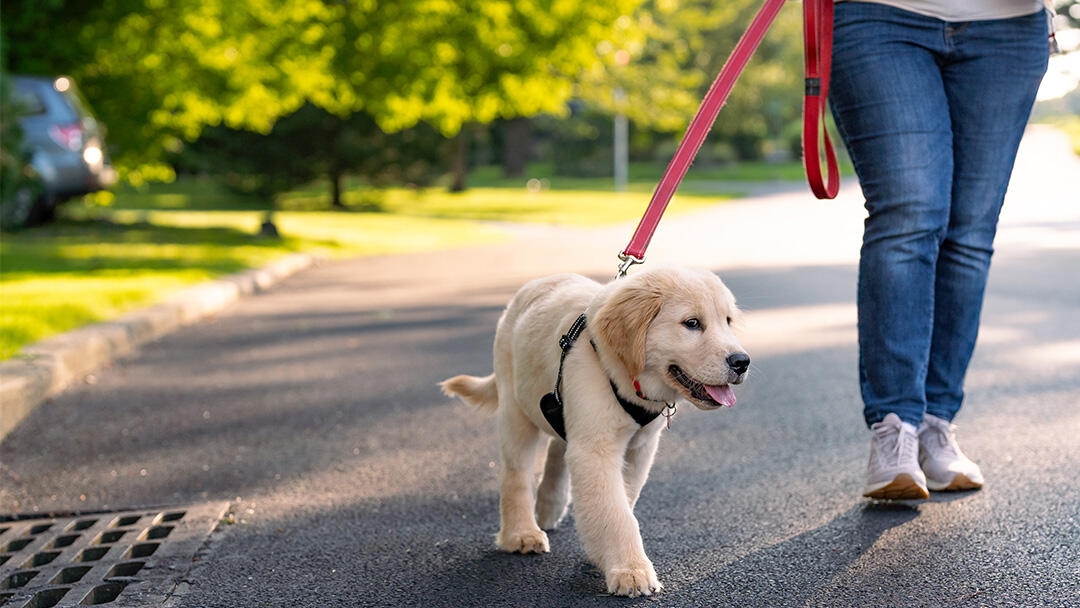 The dog is being walked on a harness