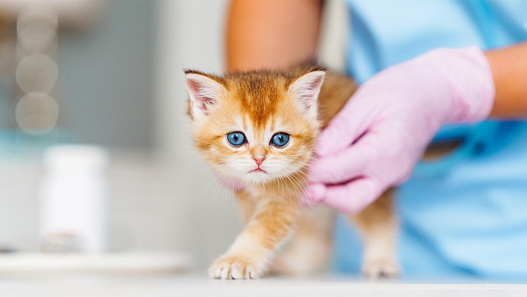Kitten Flu