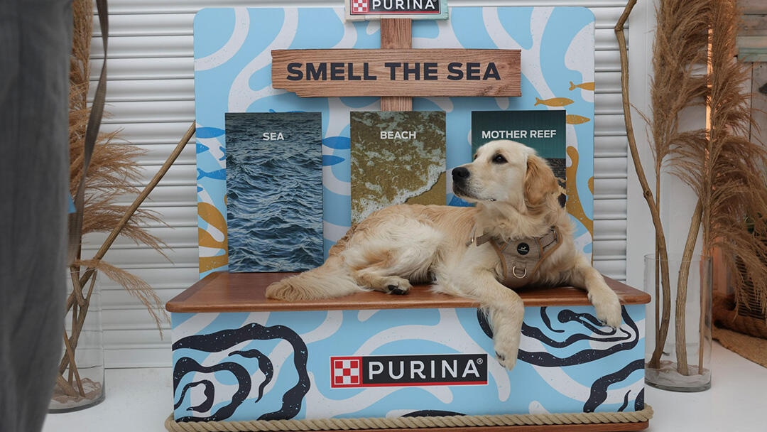Golden Retriever lying on a Purina event stand about Oysters