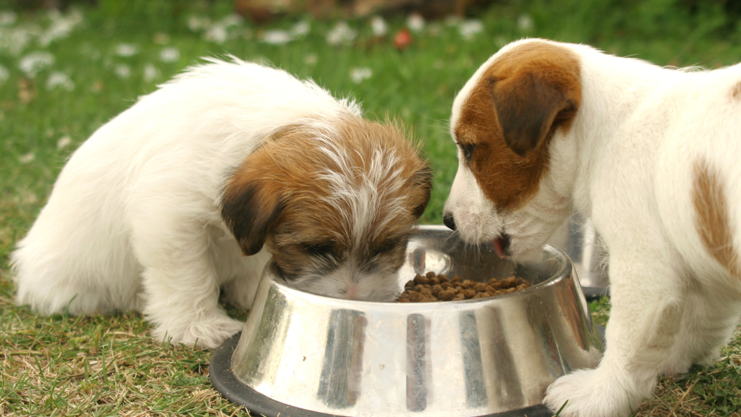 Should A Puppy Have Wet or Dry Food?