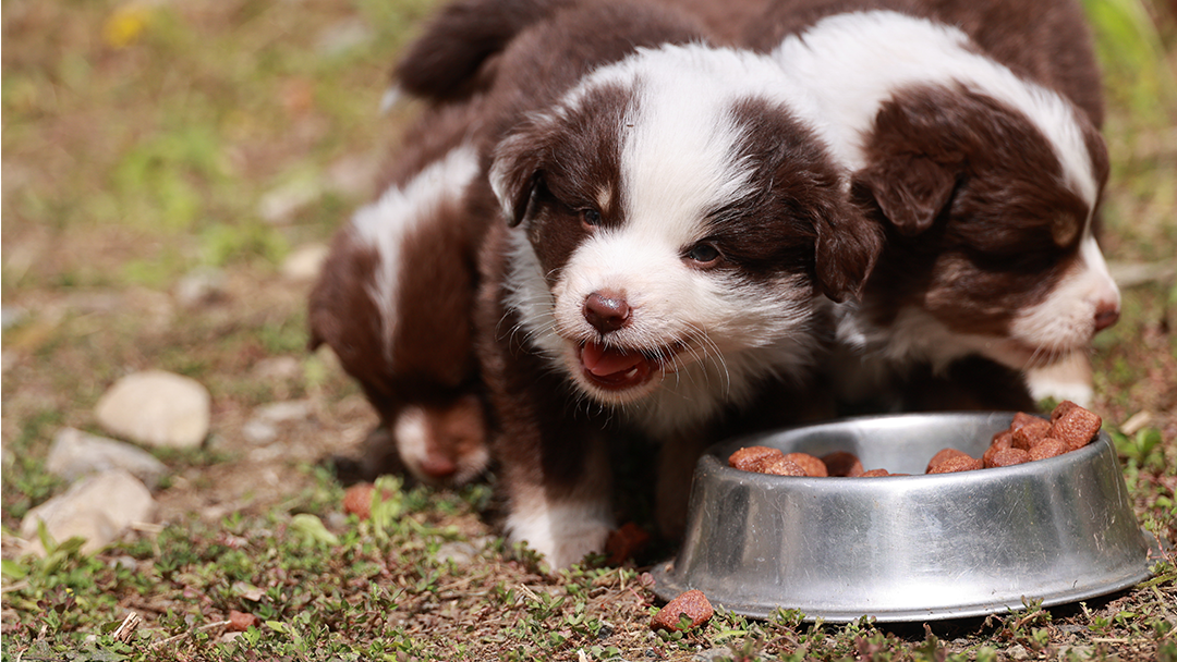 Is Your Puppy Eating Too Fast? How Slow Feeder Bowls Can Help