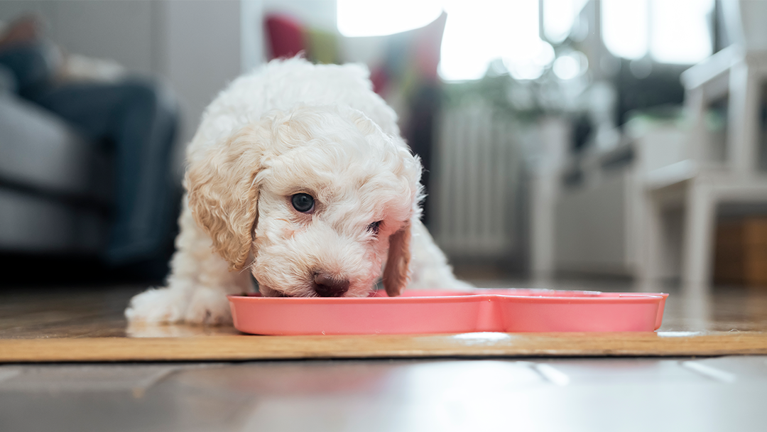 Puppy Won't Eat? Tips for Picky Eaters