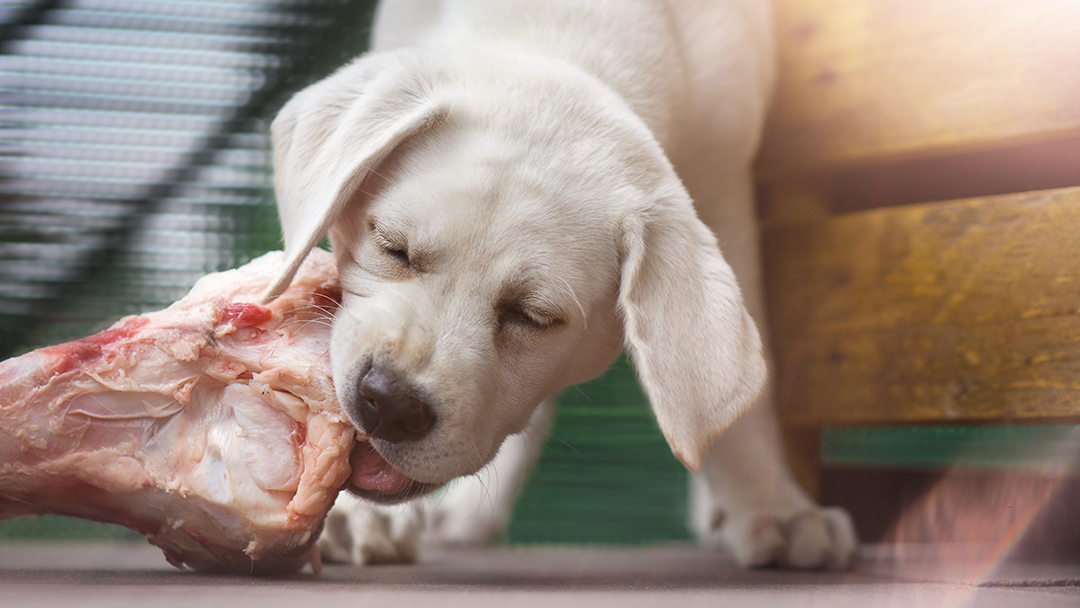 Can Puppies Eat Raw Food?