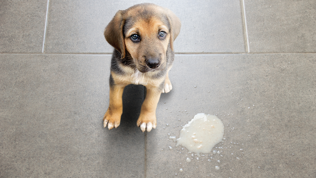 Puppy Vomiting: Causes, Concerns, and What to Do