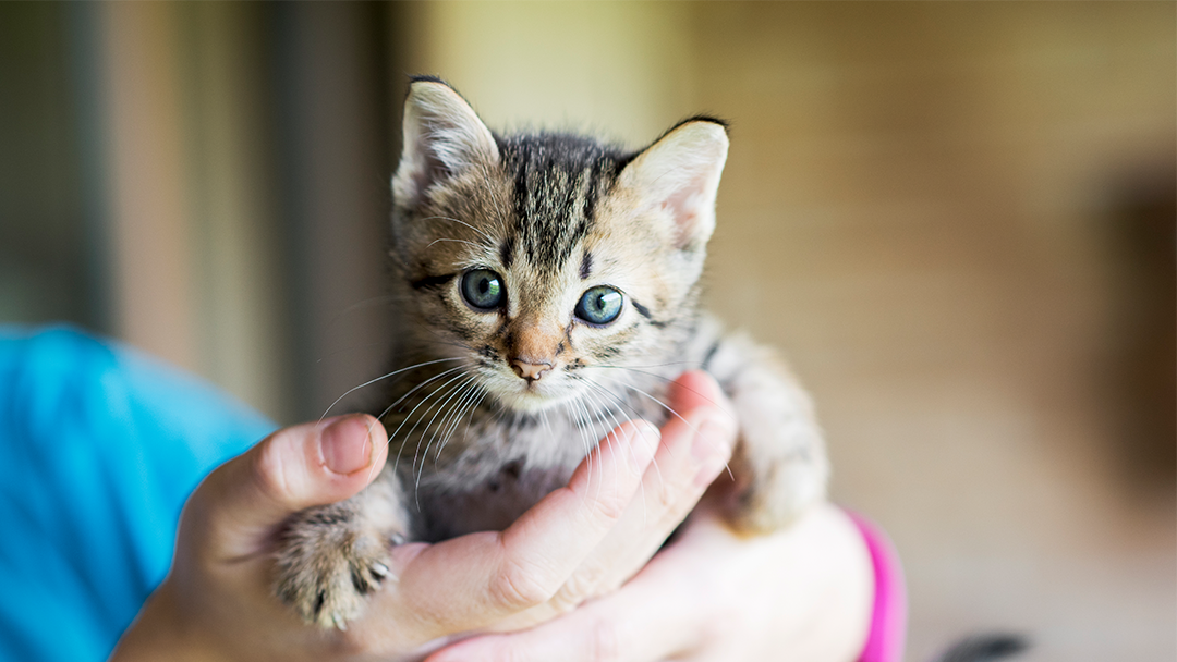 Kitten being held in hands