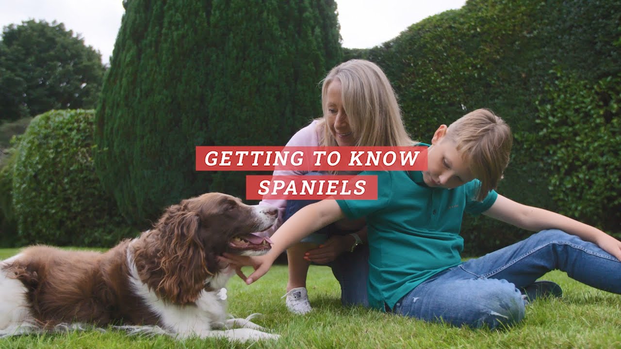 Getting to Know Spaniels