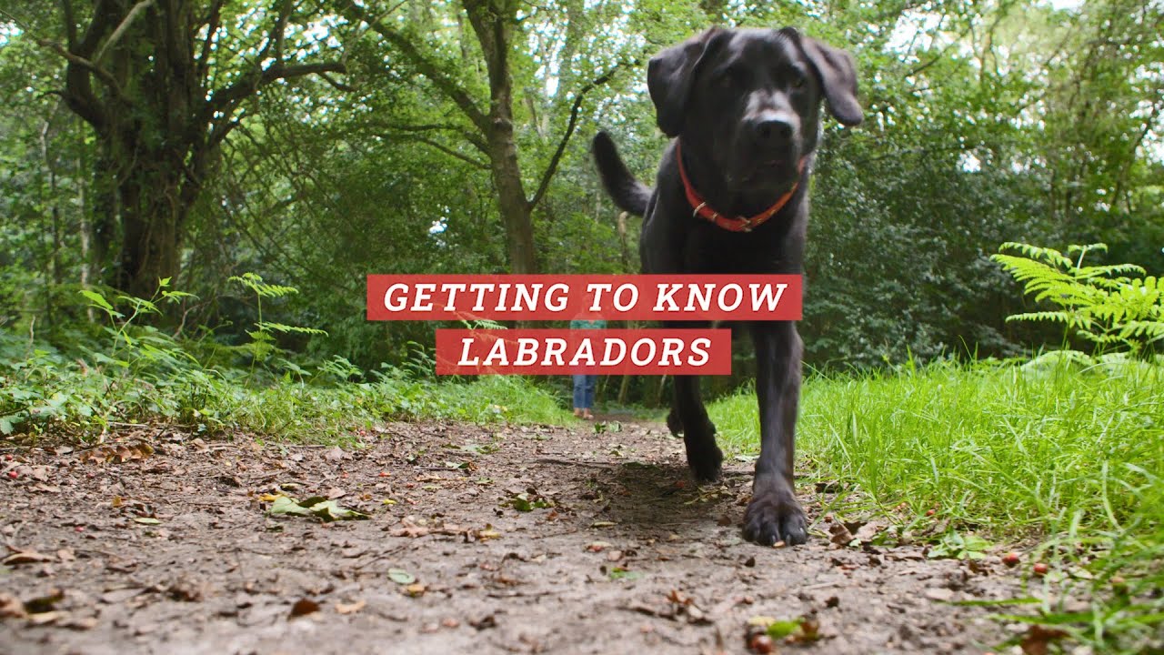 All About Pets | Getting to know... Labradors!