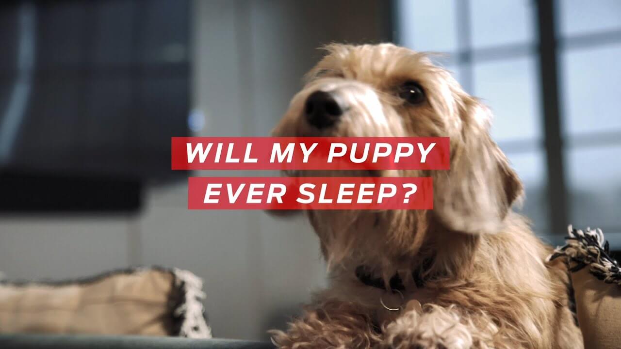 what time should puppies go to bed