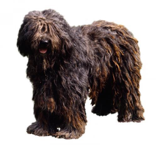 Bergamasco Bergamasco
