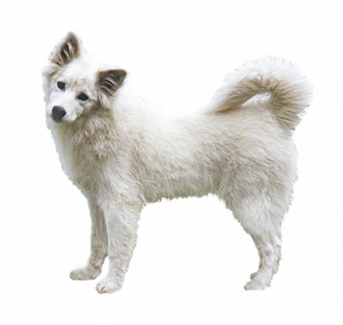 Canadian Eskimo Dog Canadian Eskimo Dog