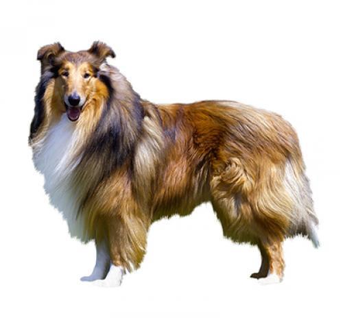 Collie (Rough) Collie (Rough)