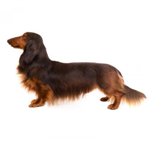 long haired dachshund