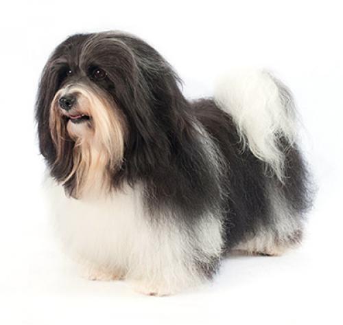 Havanese Havanese