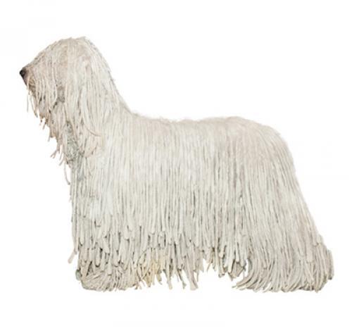 Komondor Dog Breed Information Purina