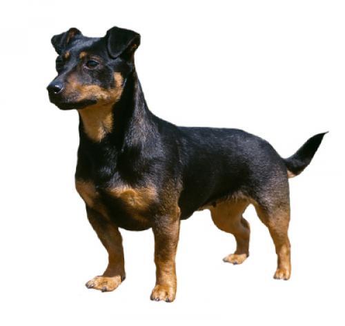 Lancashire Heeler Lancashire Heeler