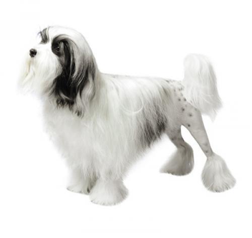 Lowchen (Little Lion Dog) Lowchen (Little Lion Dog)