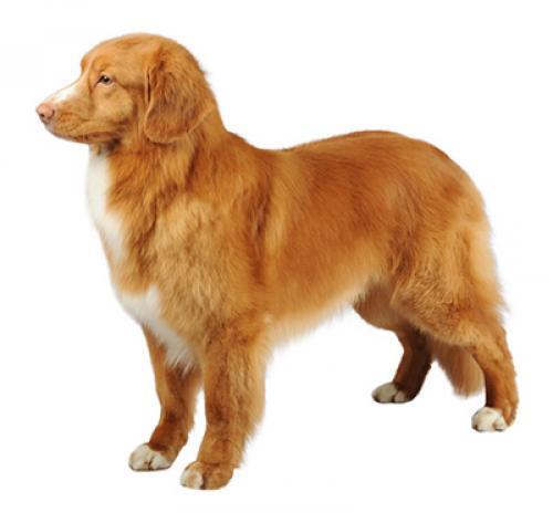 Nova Scotia Duck Tolling Retriever Nova Scotia Duck Tolling Retriever