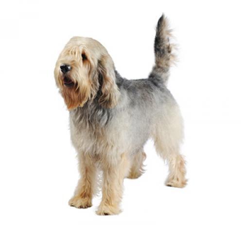 Otterhound Otterhound