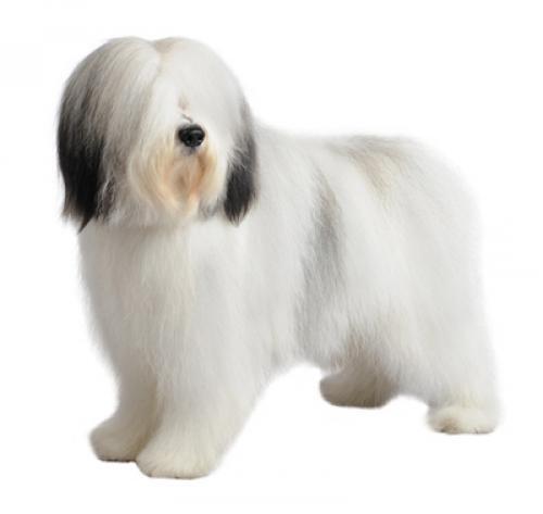 Polish Lowland Sheepdog Polish Lowland Sheepdog