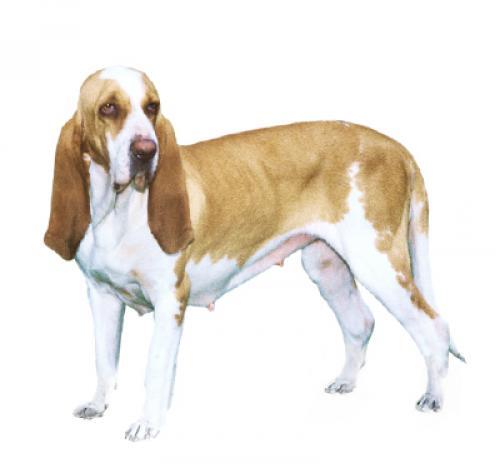 Segugio Italiano (Short/smooth coat) Segugio Italiano (Short/smooth coat)
