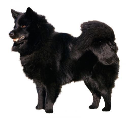 Swedish Lapphund Swedish Lapphund